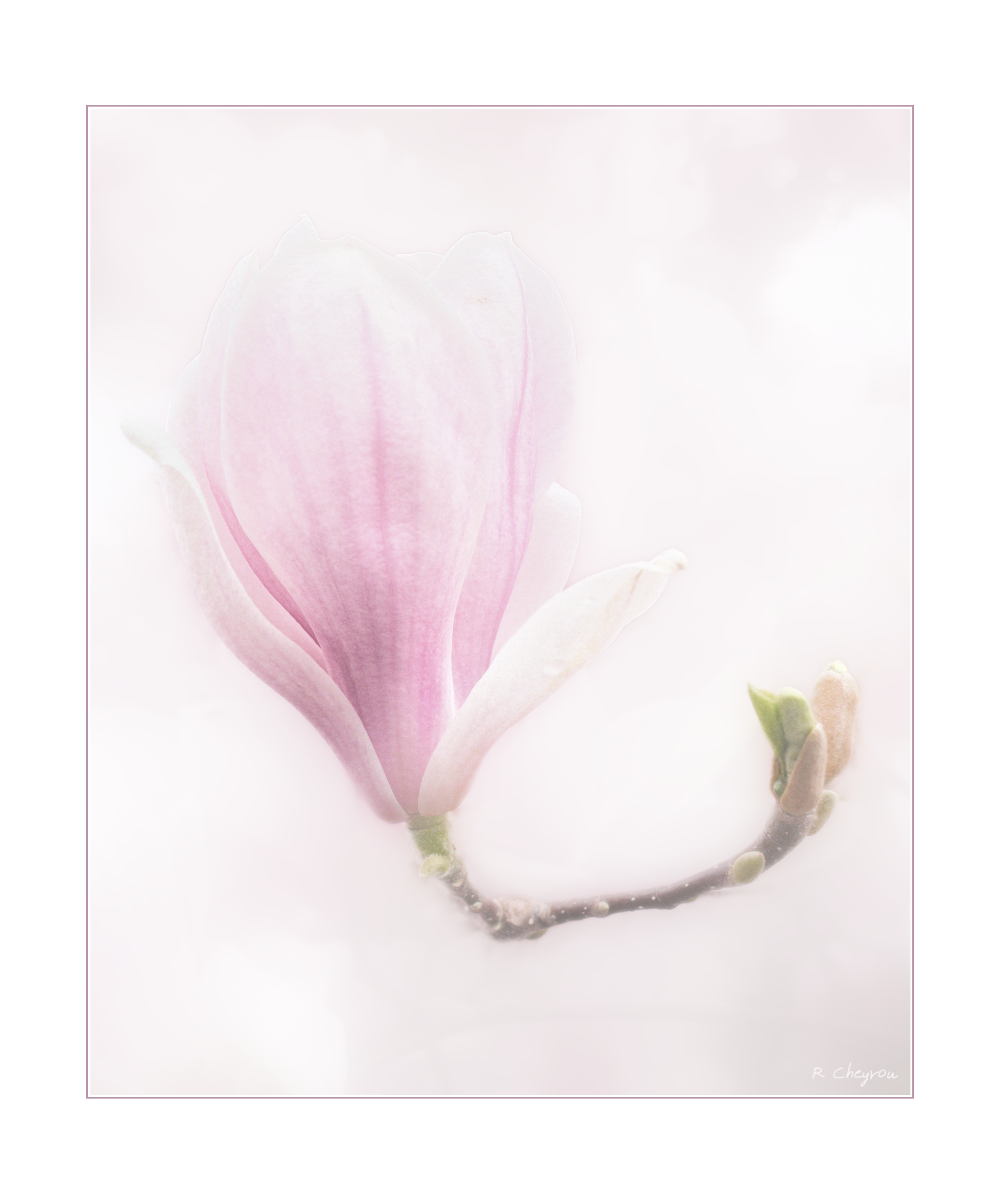 Fleur de Magnolia